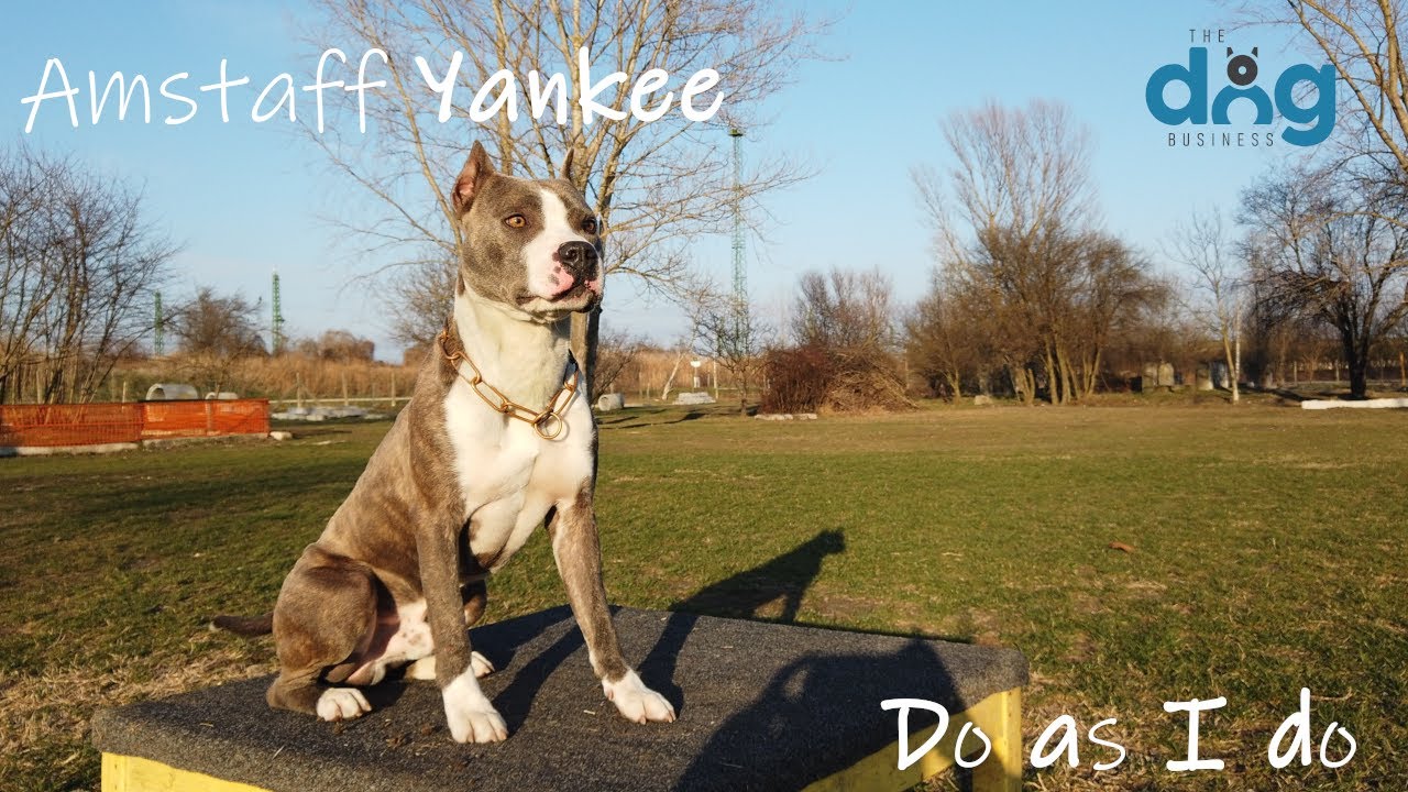 Super American Staffordshire Terrier - Yankee! Do it! - #DoasIdo