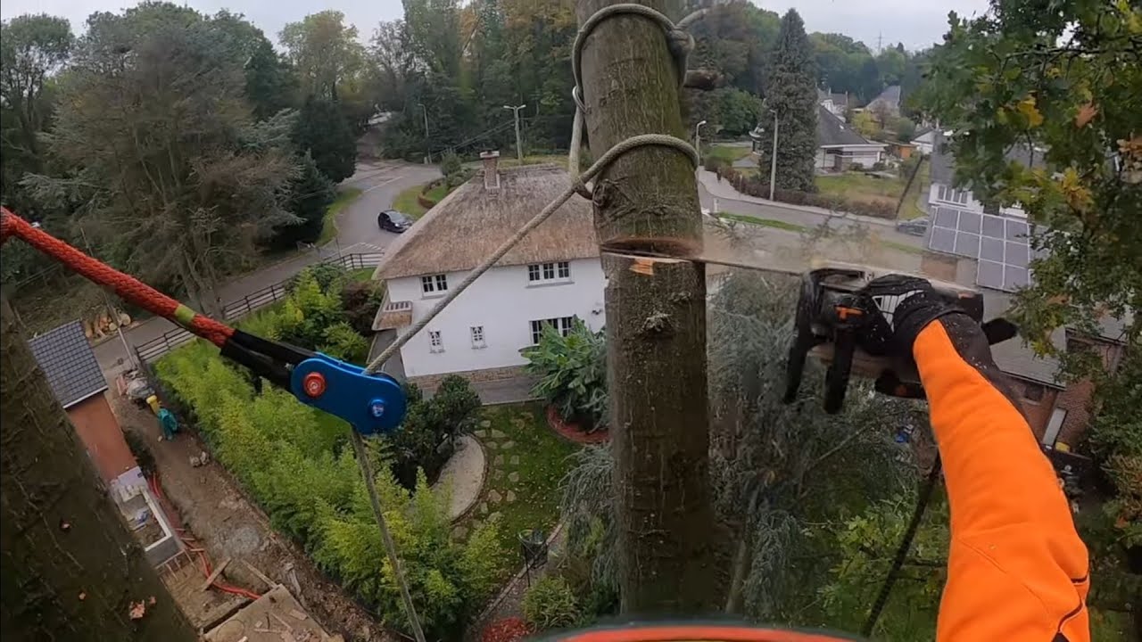 DEMONTAGE D'UN GROS CHENE D'AMERIQUE STIHL MS 401 C