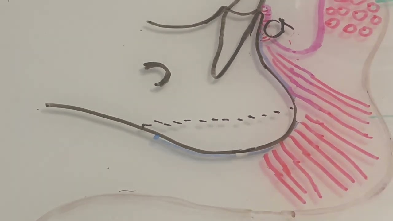 Genioplasty Explained: Chin Surgery Incision & Muscle Repair