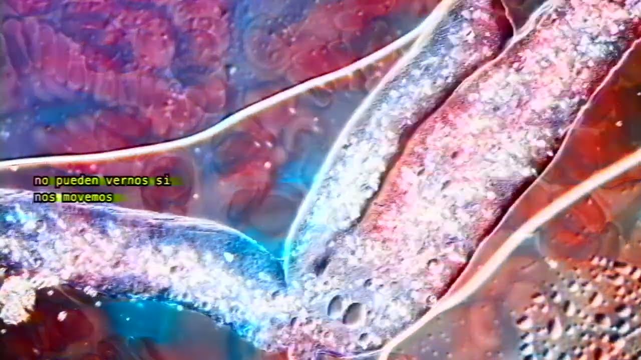 Nico Miseria & Mir Nicol&aacute;s - INTRATABLE 🧬