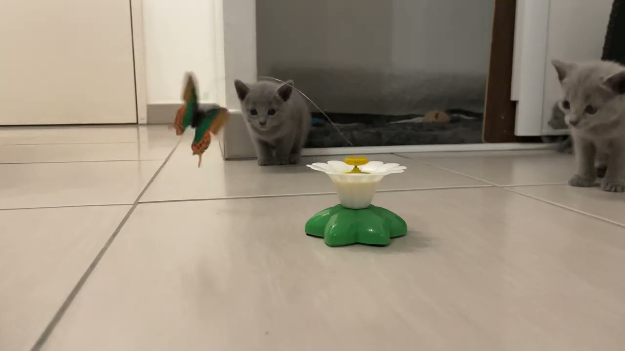 Les chatons Bleu Russe &agrave; 1 mois qui d&eacute;couvrent les jouets