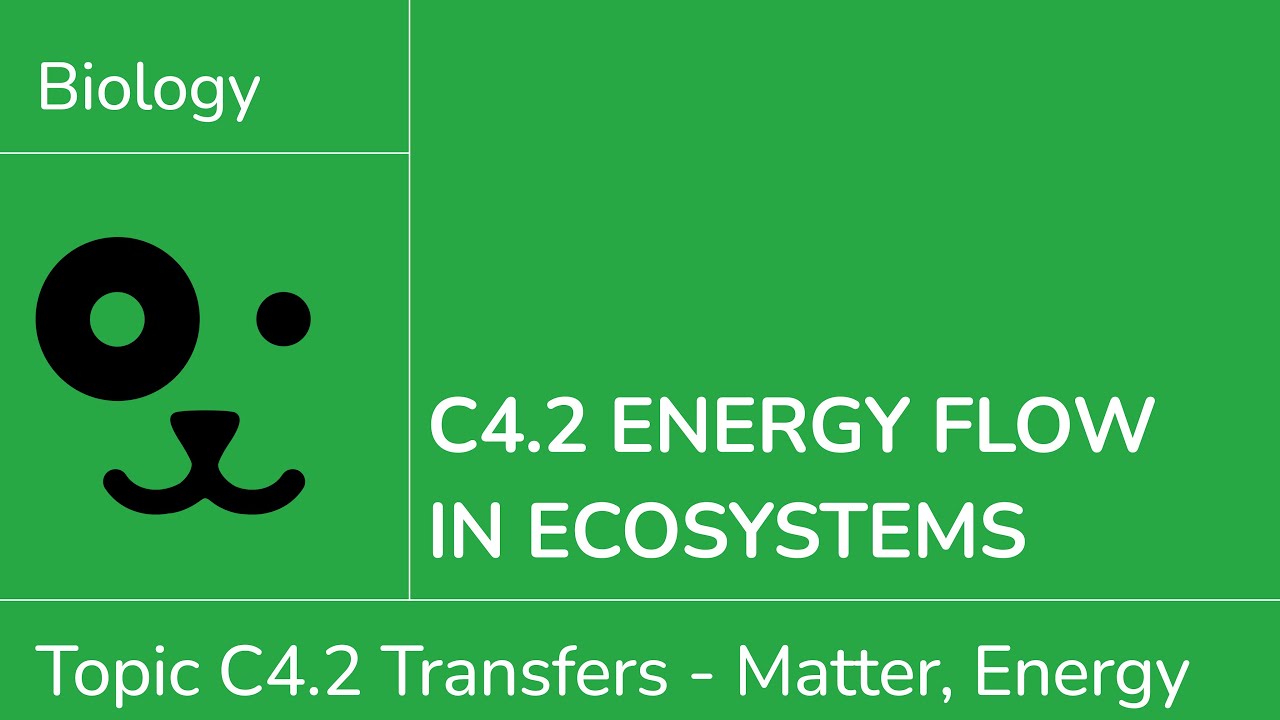 C4.2 Поток энергии через экосистемы [IB Biology SL/HL]