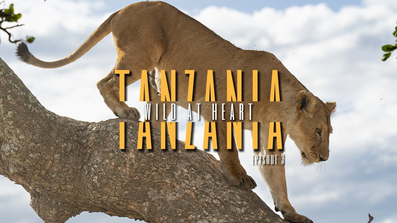 Tanzania: Lions of the Serengeti