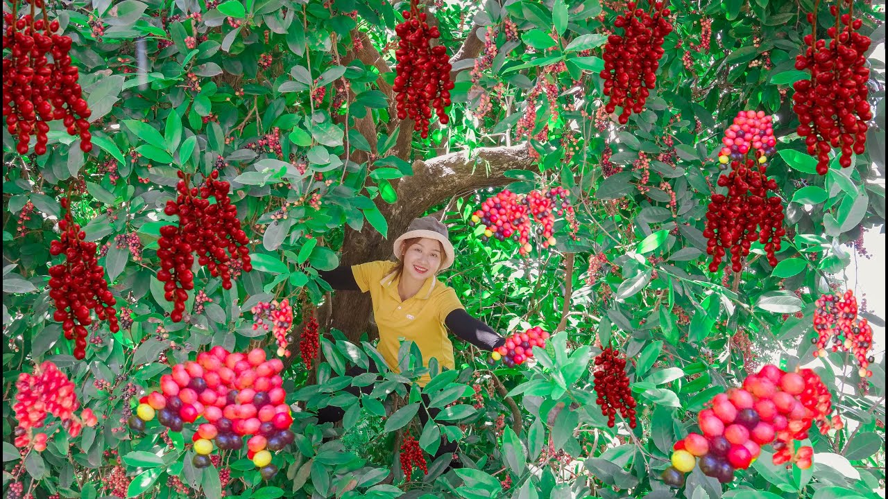 Harvesting CHOI MOI to the Market to Sell   Gardening and Cooking ! Lucia's daily life