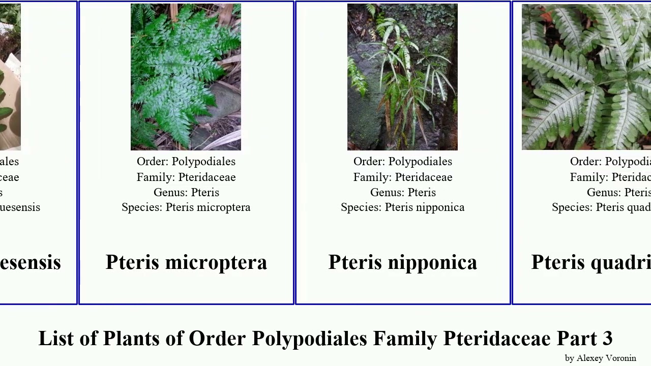 List of Plants of Order Polypodiales Family Pteridaceae Part 3 pteris pellaea fern lipfern brake