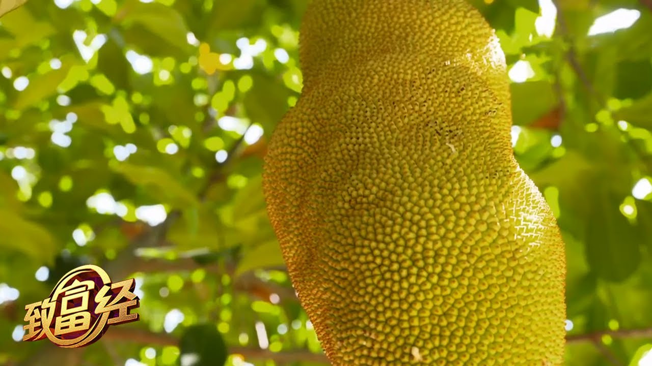 比榴莲味道还香的菠萝蜜？他种的新奇水果一个能卖200多元 |「致富经」20210922