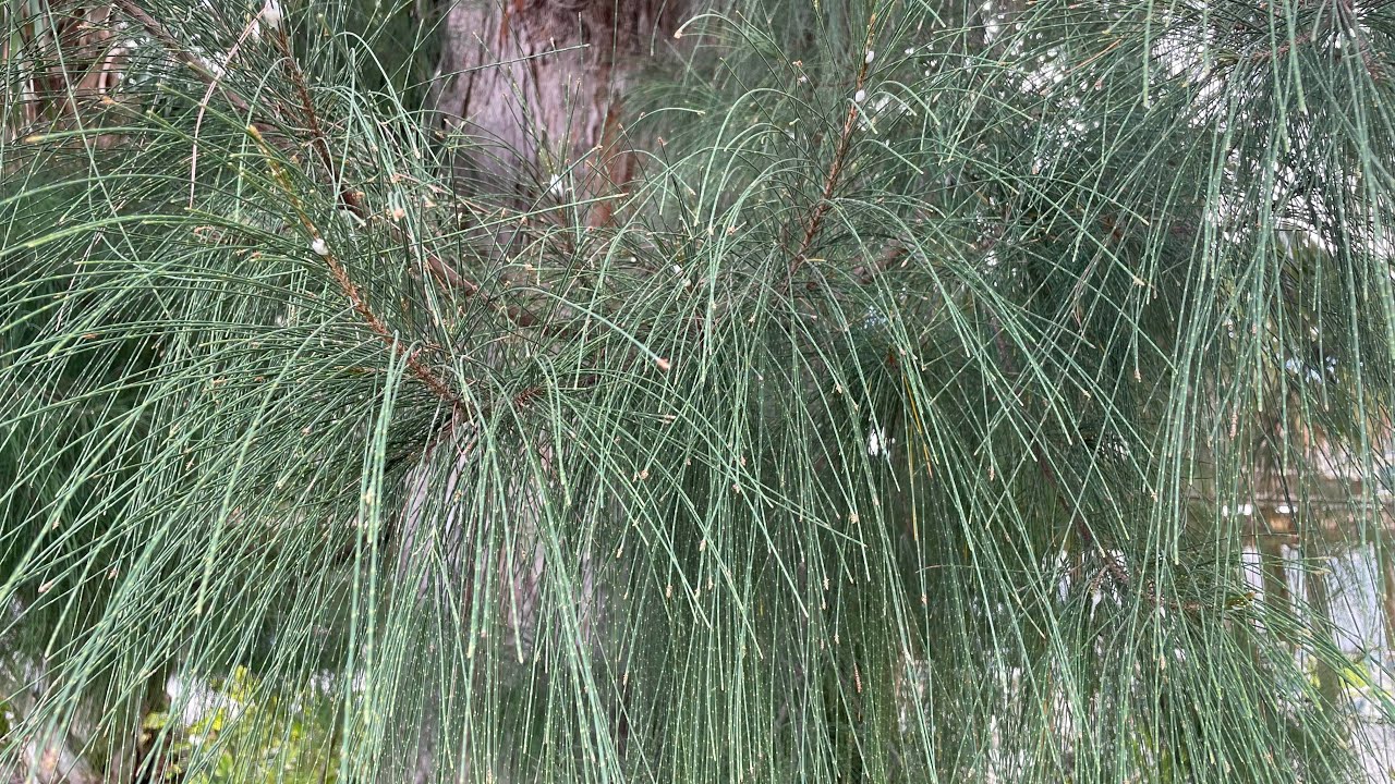 Australian Pine is a South Florida invasive