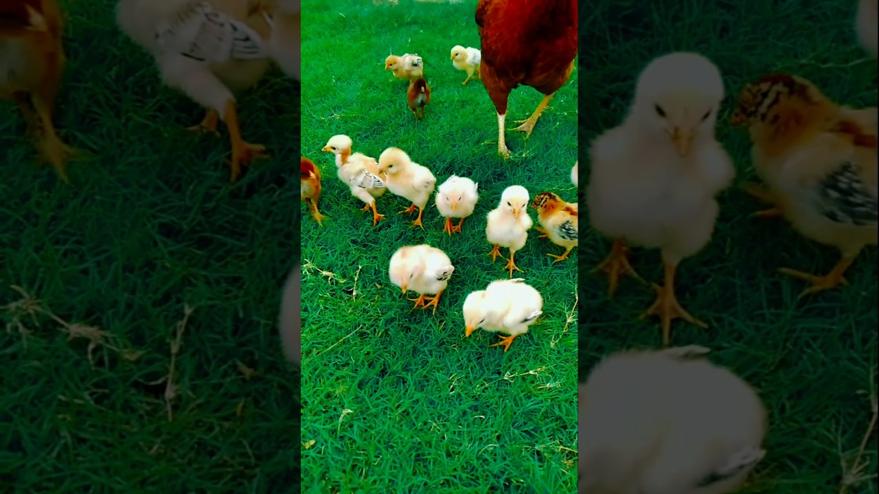 Baby Chicks Chirping ASMR 🐣 #adorablechicks #birdsounds #babychicks #babybirds #asmrsounds #chicks