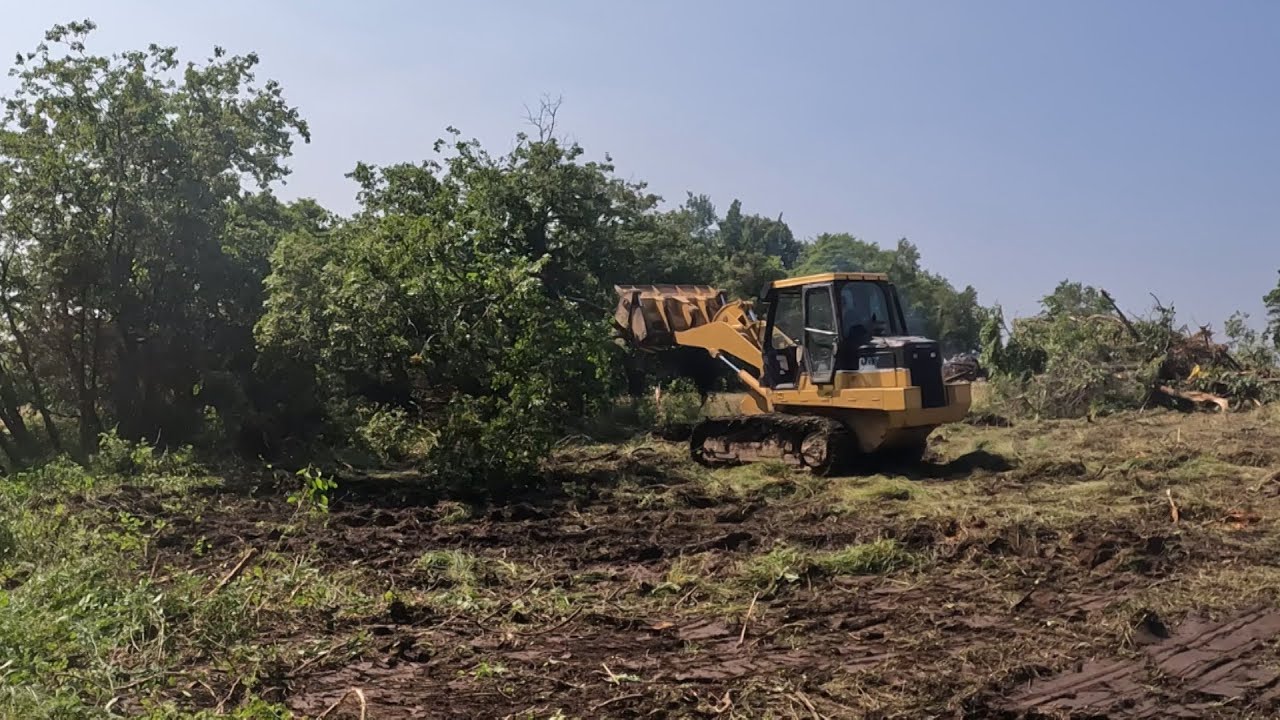 Cat 953C Pulling Trees Around A 2 Acre Lake!!