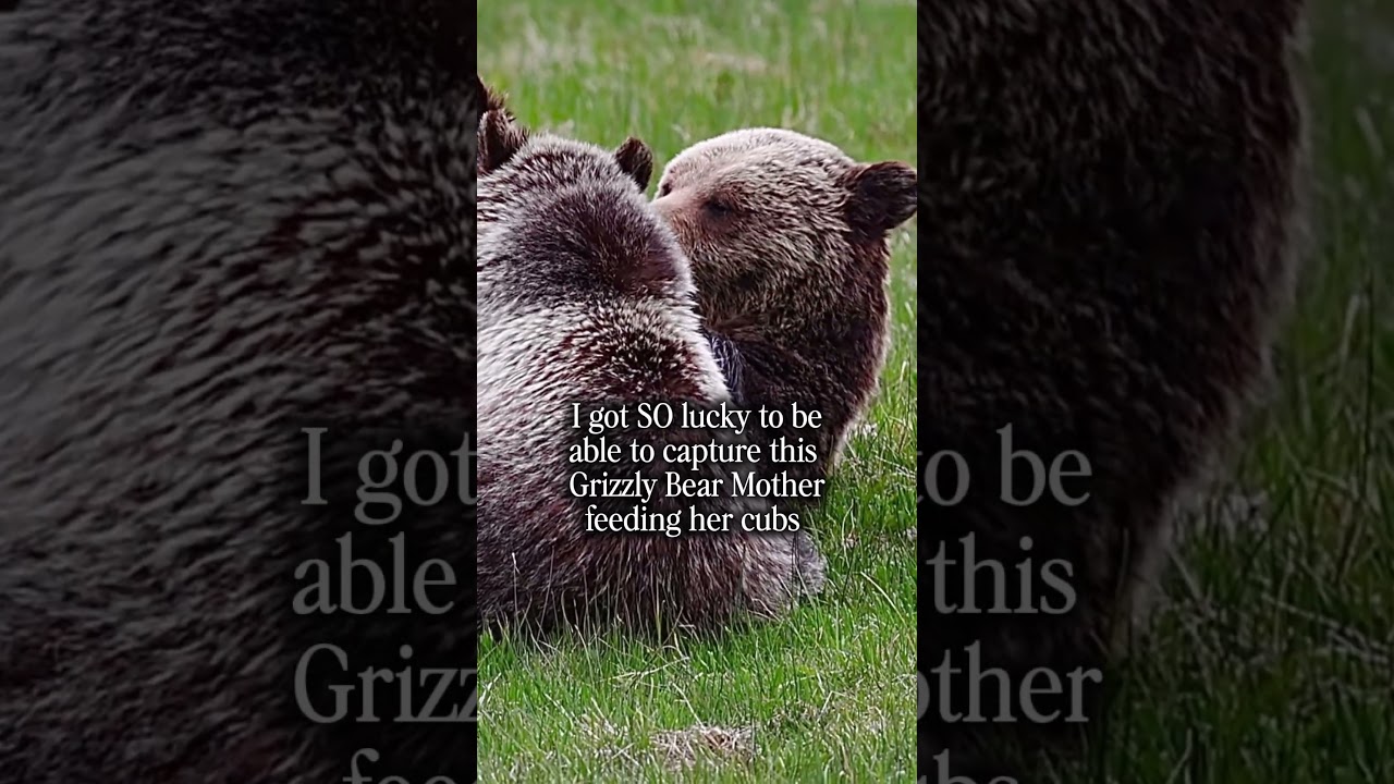 Filming this Grizzly mother and her cubs was one of the most magical moments I&rsquo;ve had in wildlife.