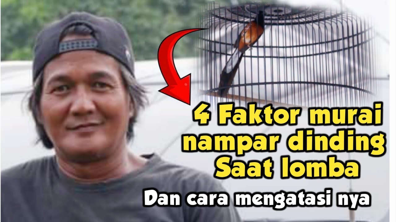 PEMULA WAJIB TAU ‼️ SOLUSI MURAI SERING NAMPAR KE DINDING SAAT LOMBA - SARJANA MURAI