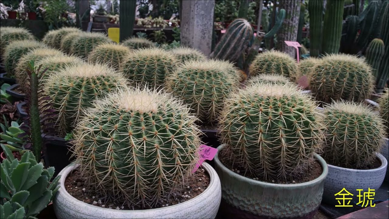 大型仙人掌和大戟科植物 - 超清版 （ 農村仙人掌園）