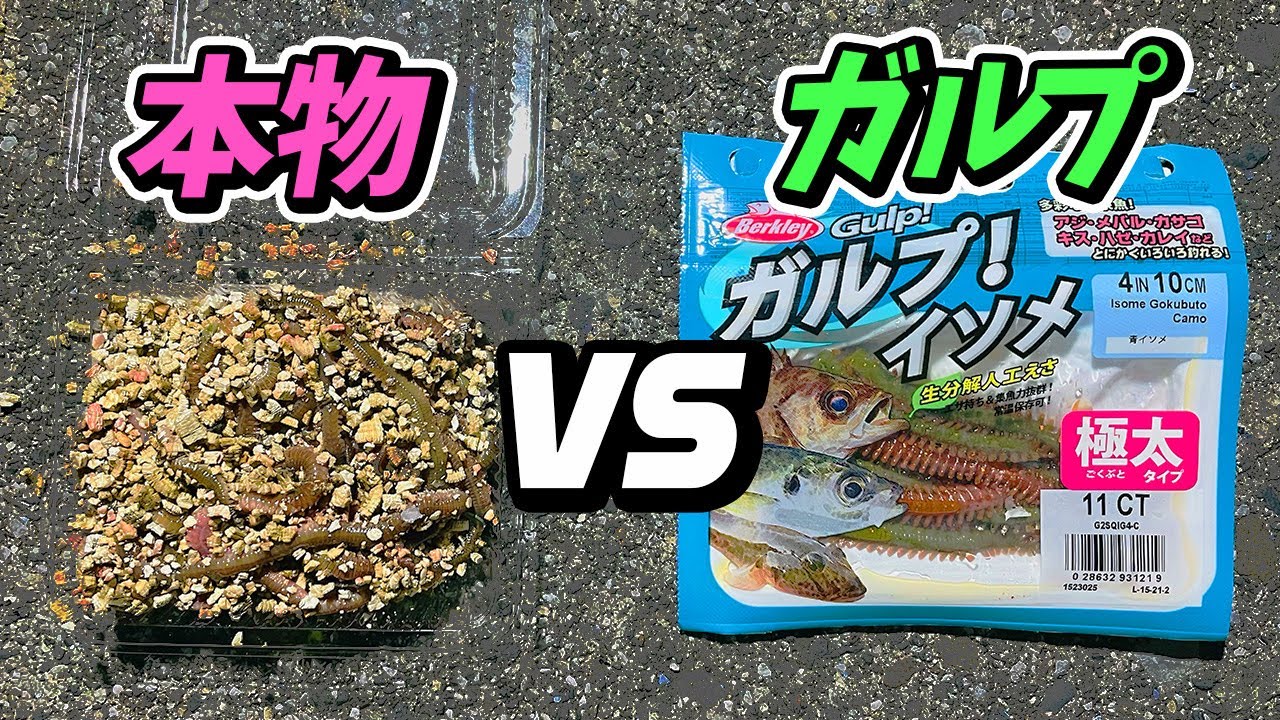 【名勝負】「本物の青イソメ VS ガルプイソメ」釣り対決をしたら驚きの結果に！