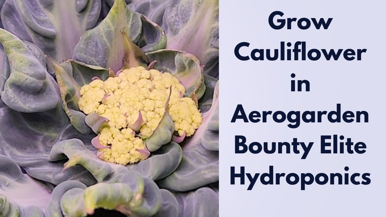 Grow Cauliflower in Aerogarden Bounty Basic Hydroponics, Snow Crown