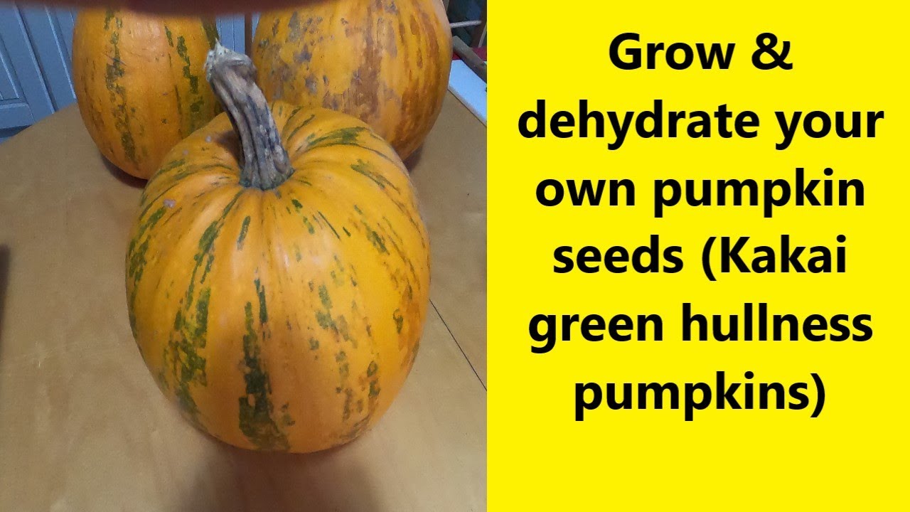 Grow & dehydrate your own pumpkin seeds - Kakai green hulless pumpkins - UK Allotment (Zone 8)