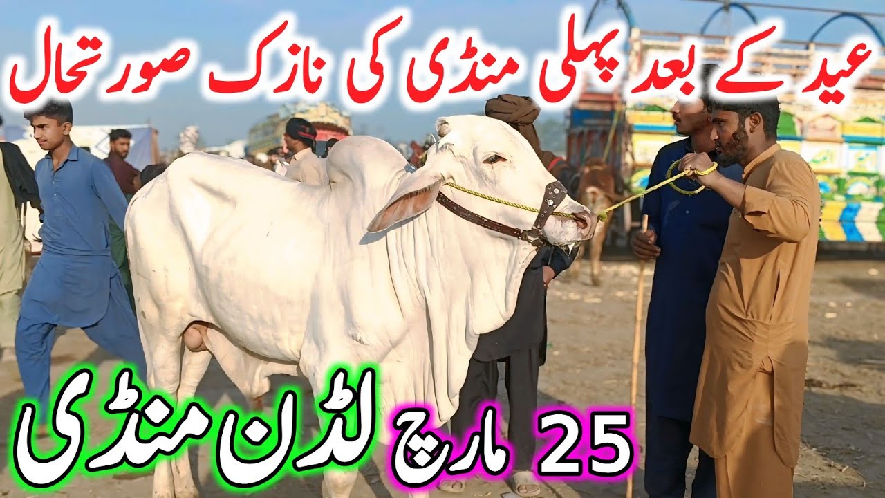 Luddan Cow Mandi Today Fresh Latest Update Video | Sahiwal Cholistani Bachre | Cow Mandi 2026