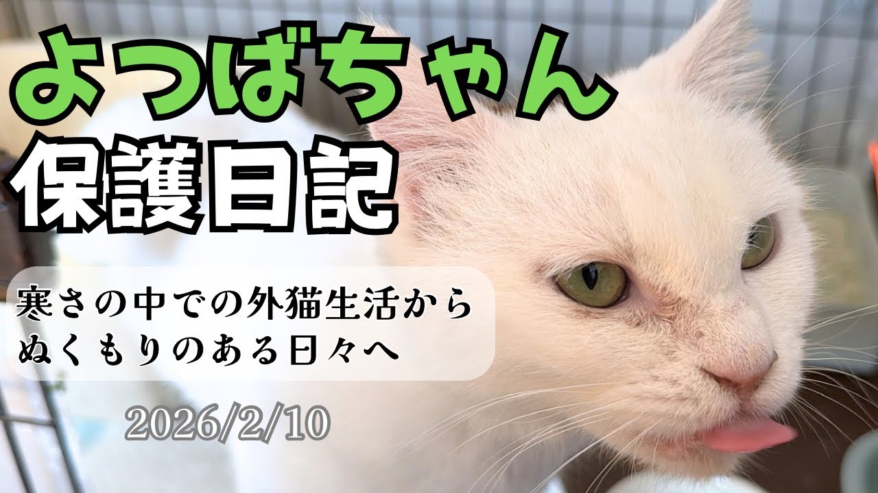 寒さの中での外猫生活から、ぬくもりのある日々へ｜よつばちゃん保護日記（2026/2/10）