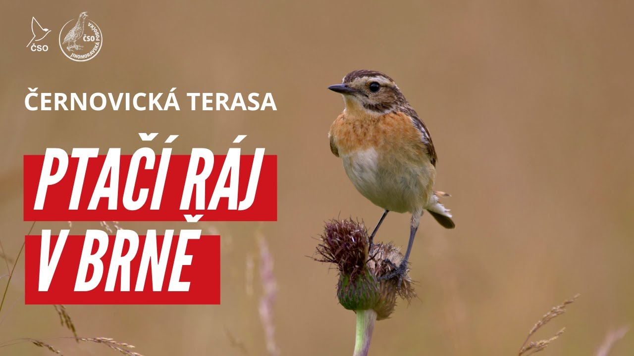 Černovická terasa: ptačí ráj v Brně