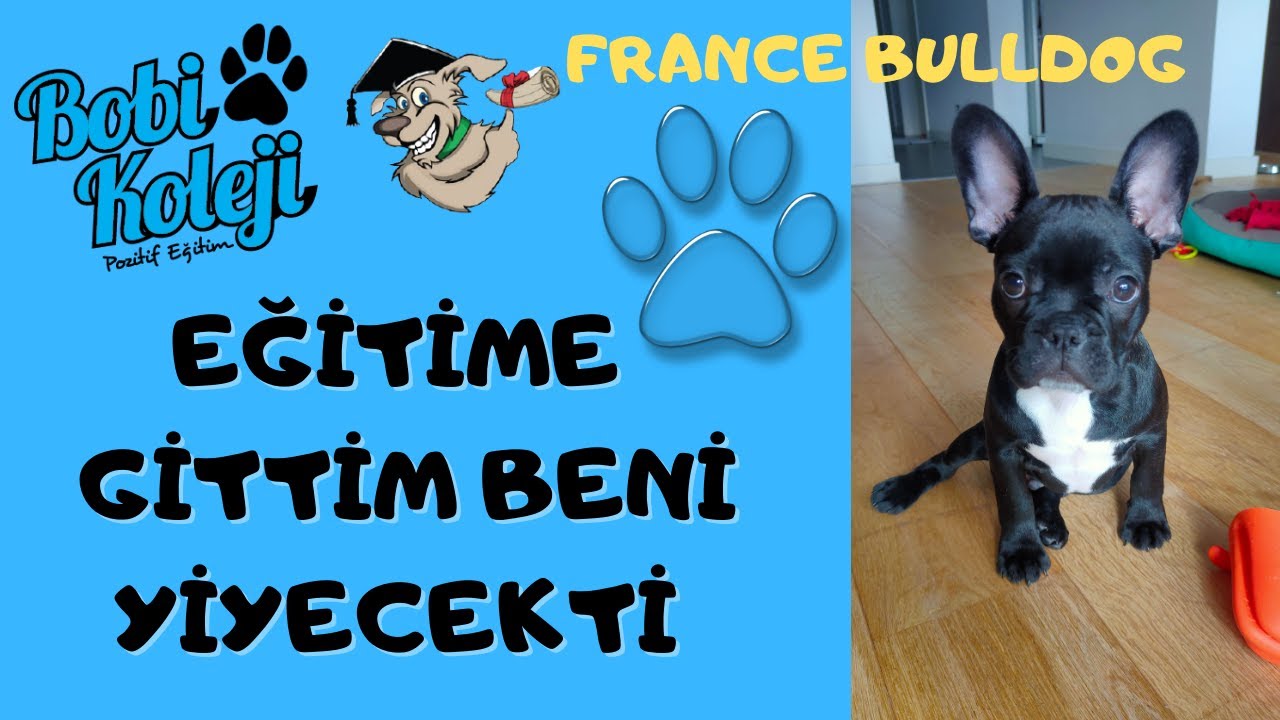 EVDE KÖPEK EĞİTİMİ İLE 2.5 AYLIK YAVRU FRENCH BULLDOG HARİKALAR YARATTI. İZMİR KÖPEK EĞİTİMİ.