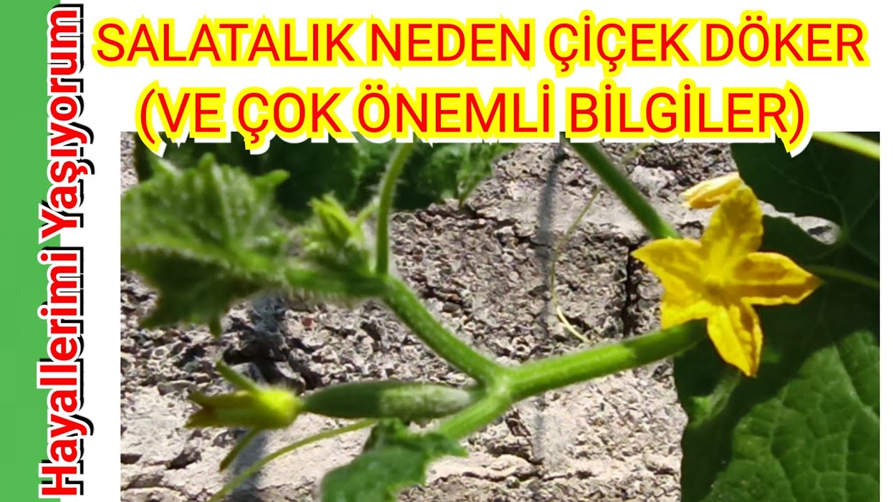 Bu Uyarılara Kulak Verin, Bol Bol Salatalık Toplayın