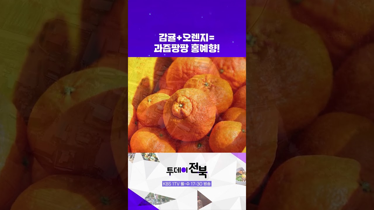 🍊귤+오렌지= 과즙팡팡 홍혜향! | 투데이전북