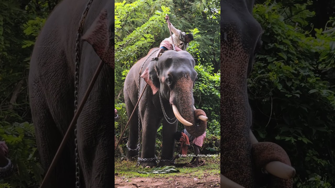 മുള്ളത്ത് വിജയകൃഷ്ണൻ #thiruvilwamala #niramala #maholsavam #2025 #elephant #aanakeralam #aana #vela
