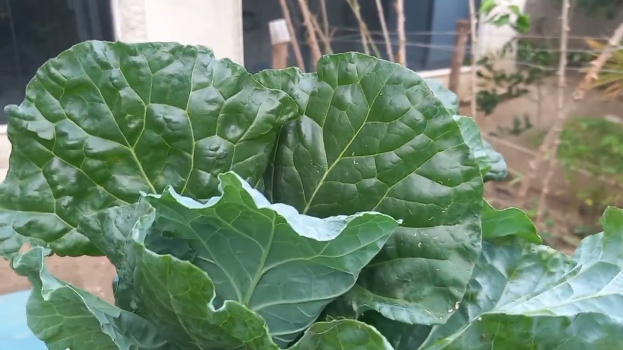 Quem planta colhe amores🥰