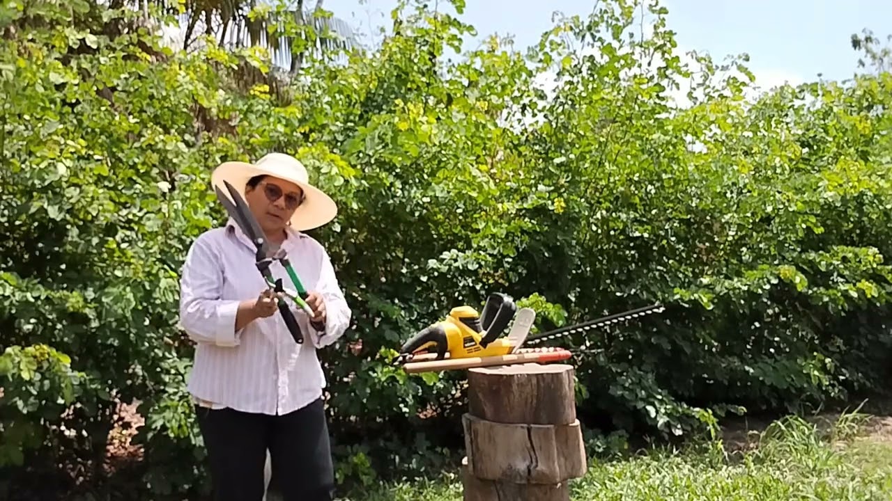 Qual a única desvantagem de se usar o Sansão do campo como cerca viva?