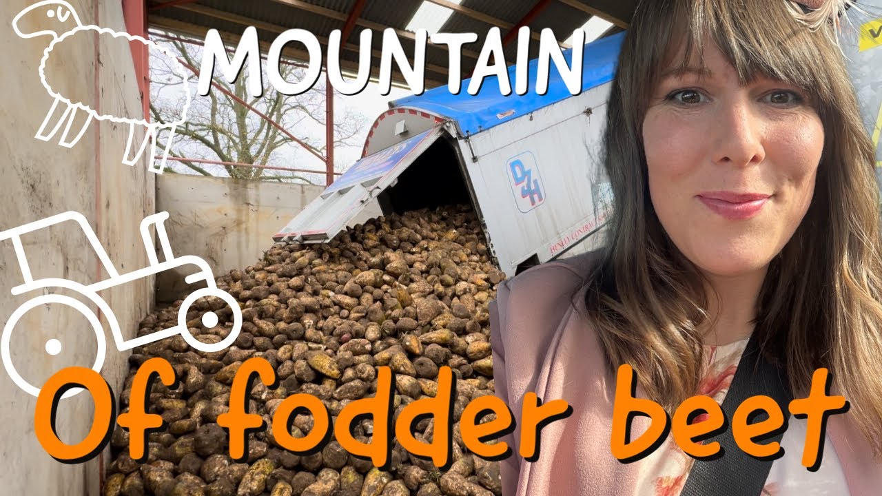 Fodder beet, the chopper and the grain bruiser explained!
