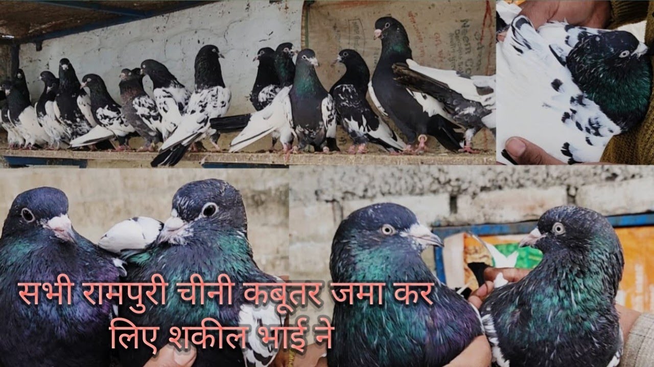 Rampuri cheene kabutar !! Kalanch Rampuri Kabootar