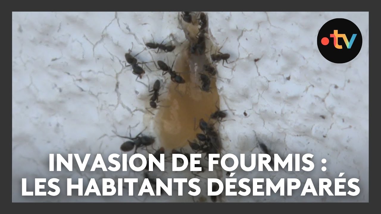 Invasion de fourmis dans un village d'Alsace : les habitants désemparés