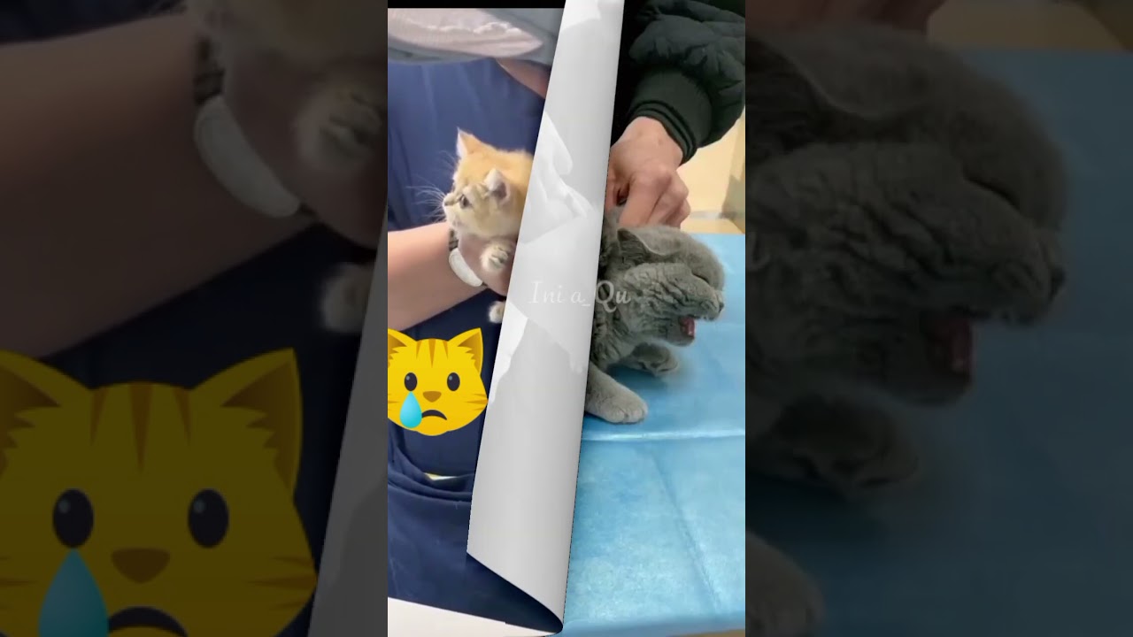 Berbagai reaksi kucing ketika di suntik
