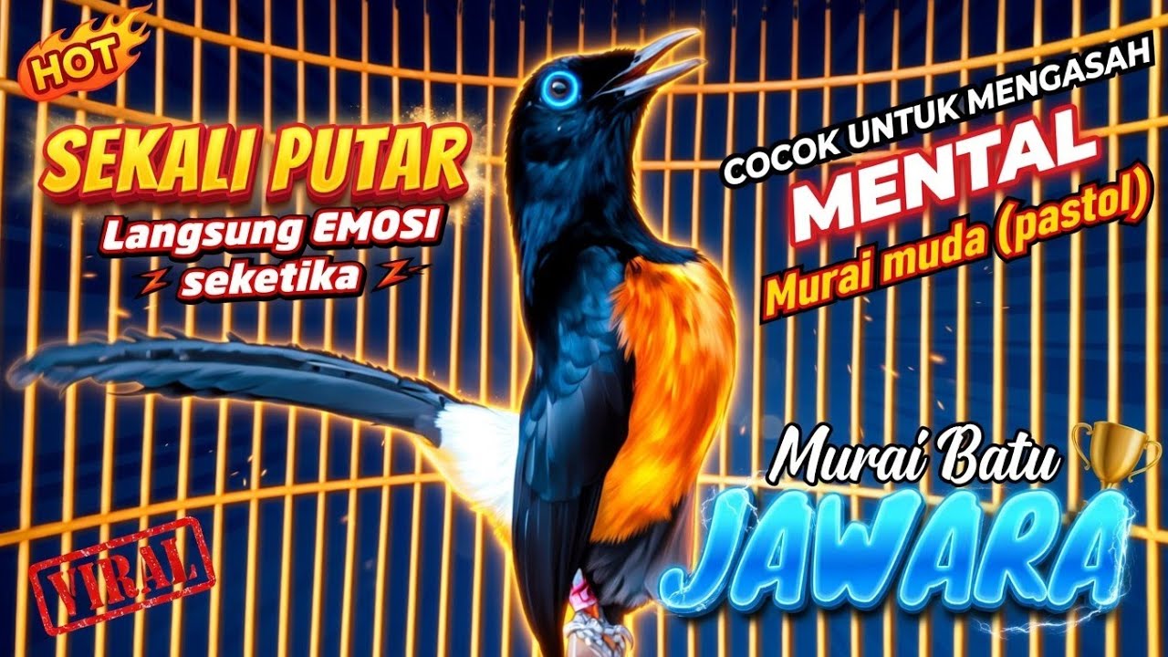 Murai batu Gacor FIGHTER poll...Ampuh Bikin emosi semua lawan.
