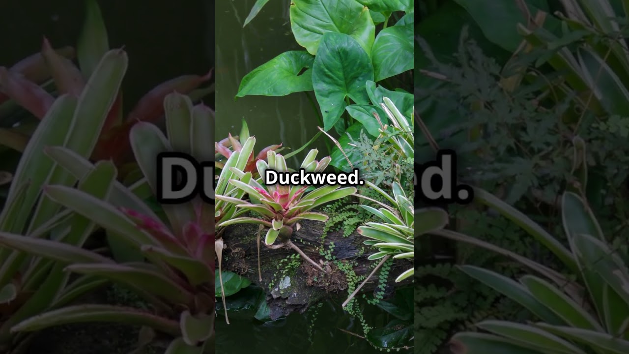 Top 5 algae fighting #pond plants