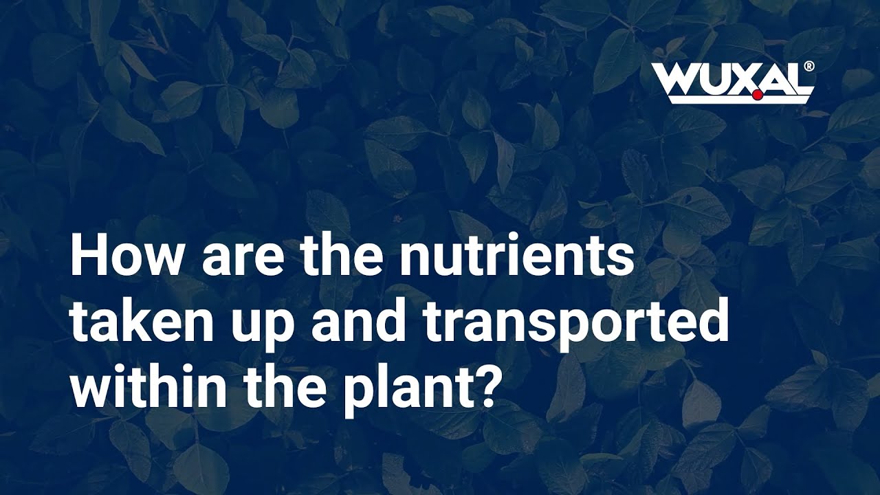 Plant Nutrition 3 - Nutrient uptake and transport