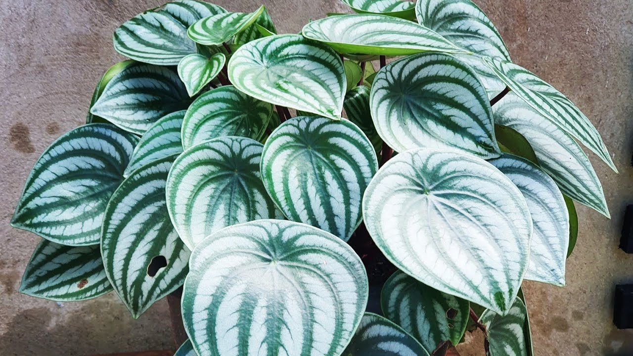 10 PLANTAS PARA CULTIVAR NA SOMBRA