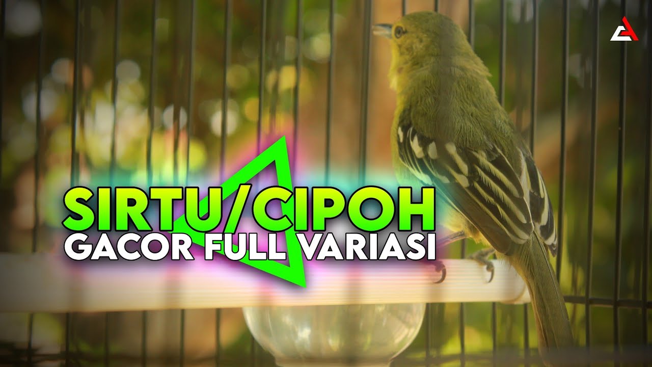 Sirtu / Cipoh Gacor Emosi  Full Variasi