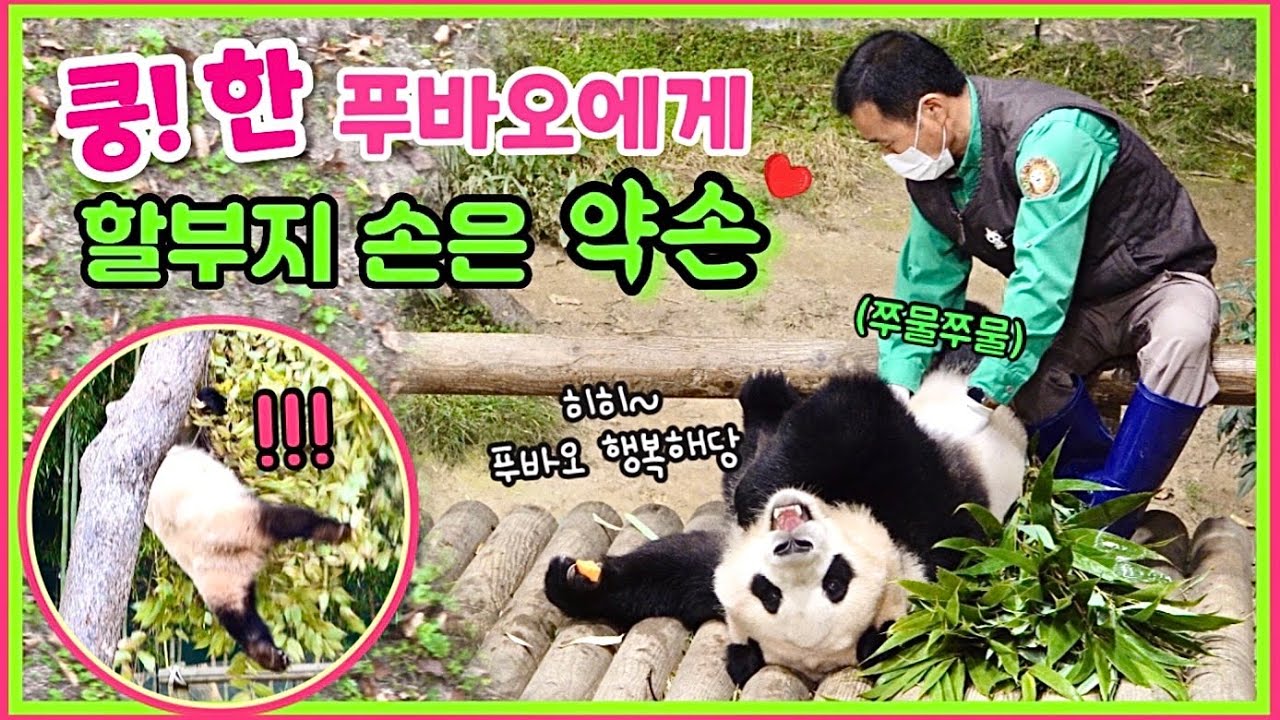 [ep.133] 나무에서 쿵! 하고 떨어진 푸바오!💦/ 쪼물쪼물 어루만져준 할부지 손은 약손💚/ 내 언젠간 한번 이럴줄 알았다 하신 분들..모두 모이세요🤣/ 에버랜드 판다월드