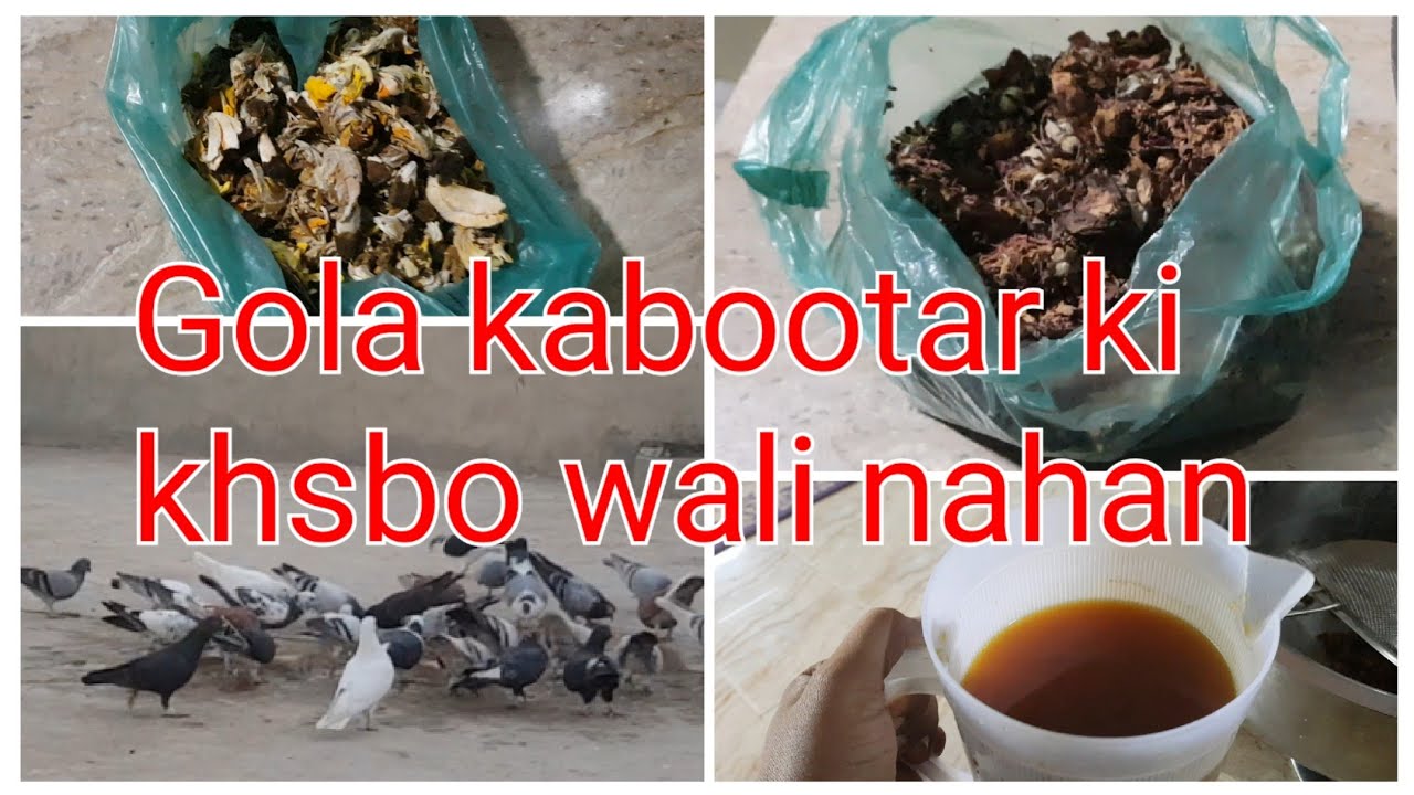 khusboo basanay ki nahan gola kabootar ki