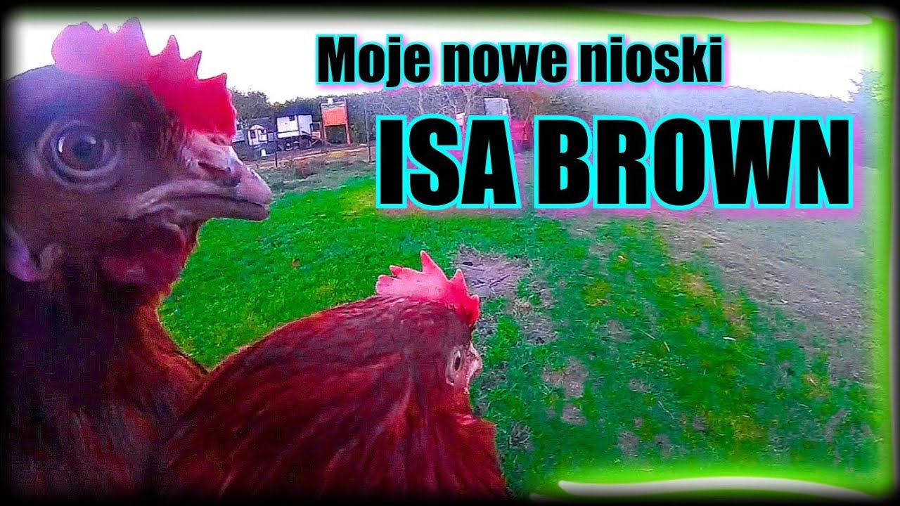 Egg layers - Isa Brown. Roosters welcome new hens.