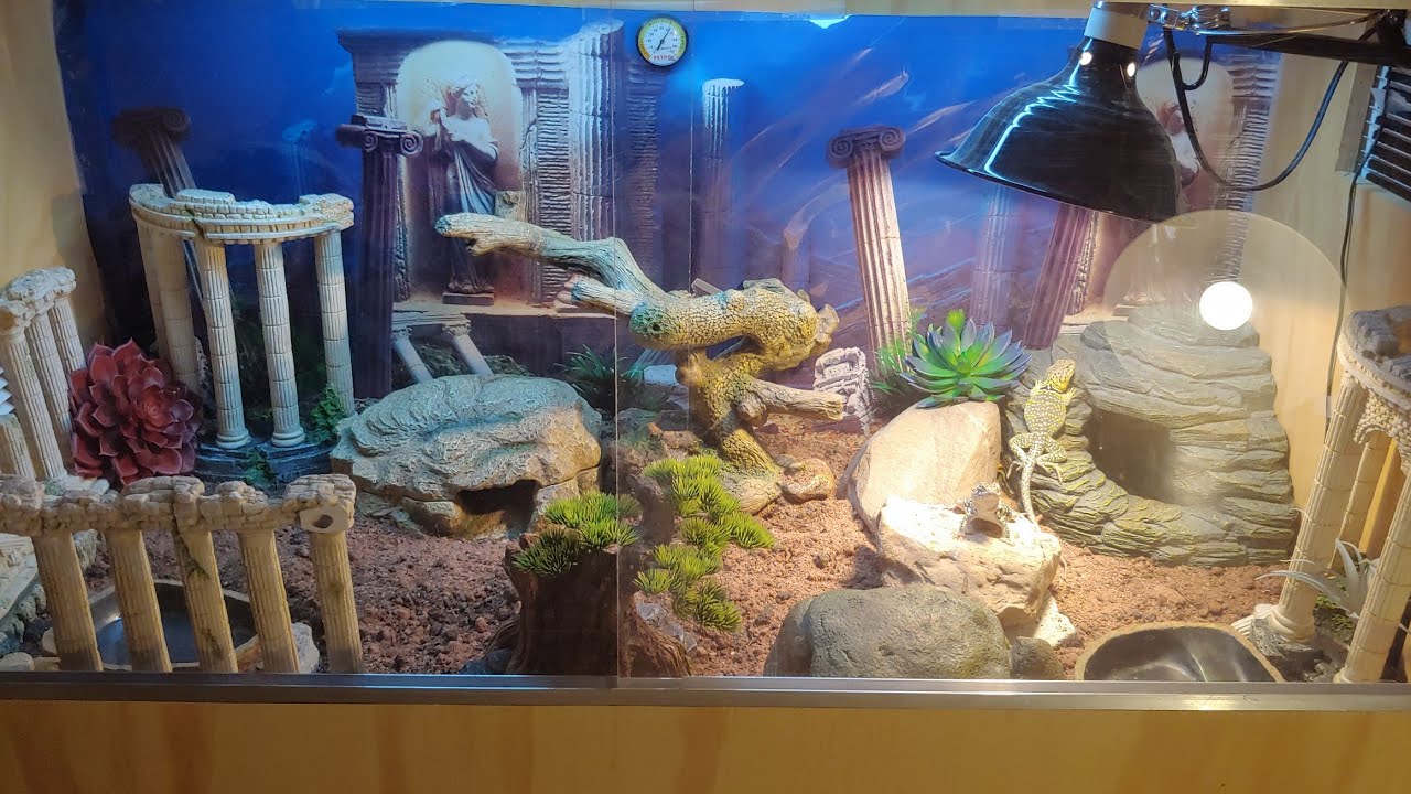 Collared Lizard Set Up