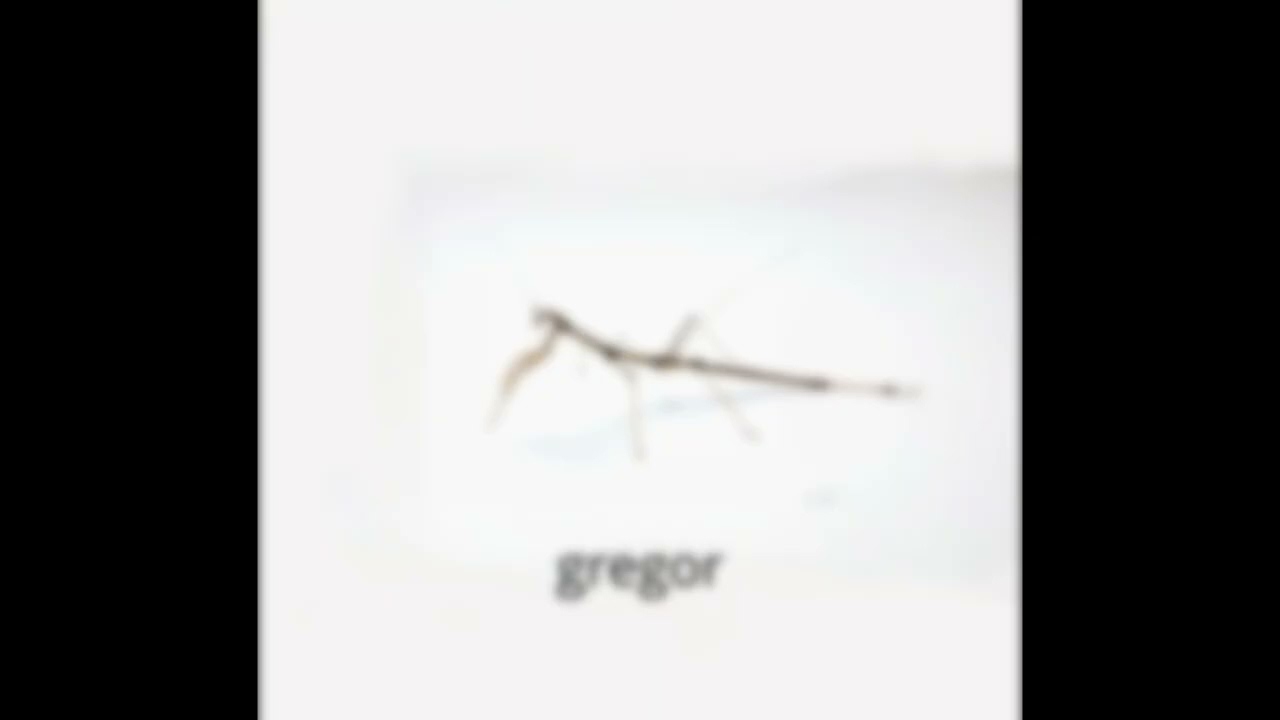 gregor