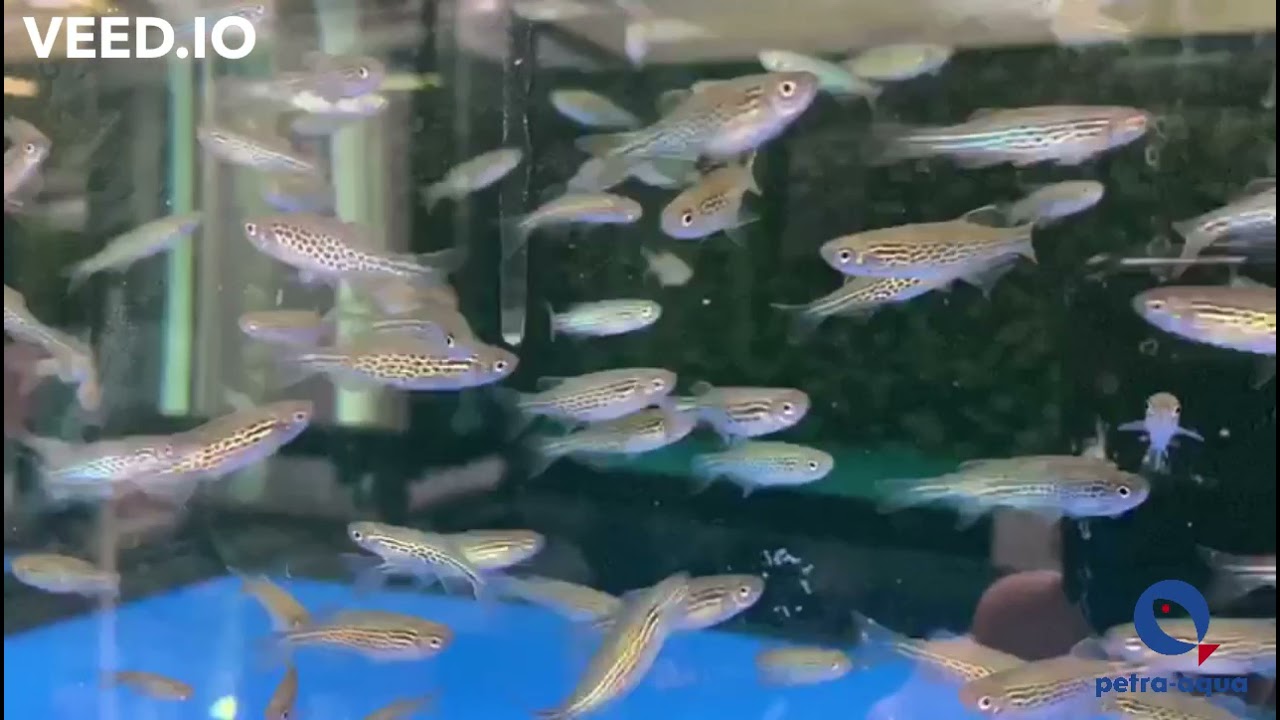 Cod 4173 Danio Kyathit (Orange Finned Danio)
