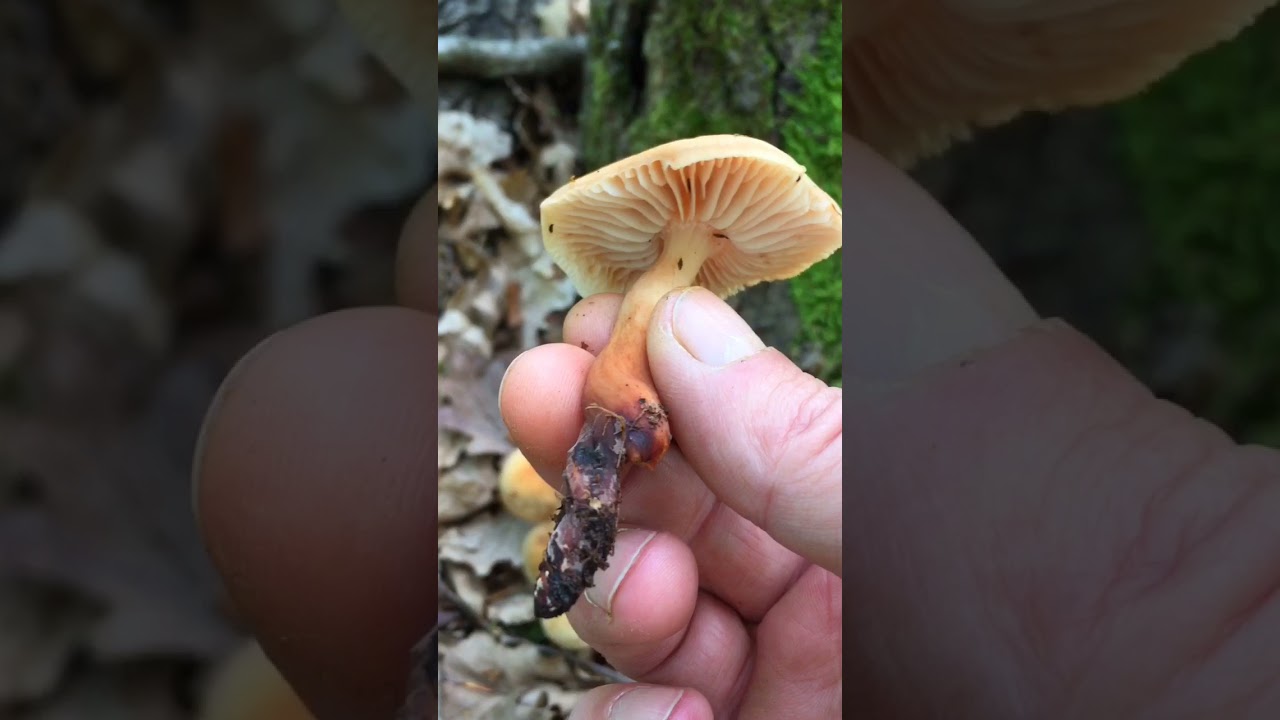 Hrastovača  (Gymnopus fusipes) #mushrooms #pilze #gljive #viral