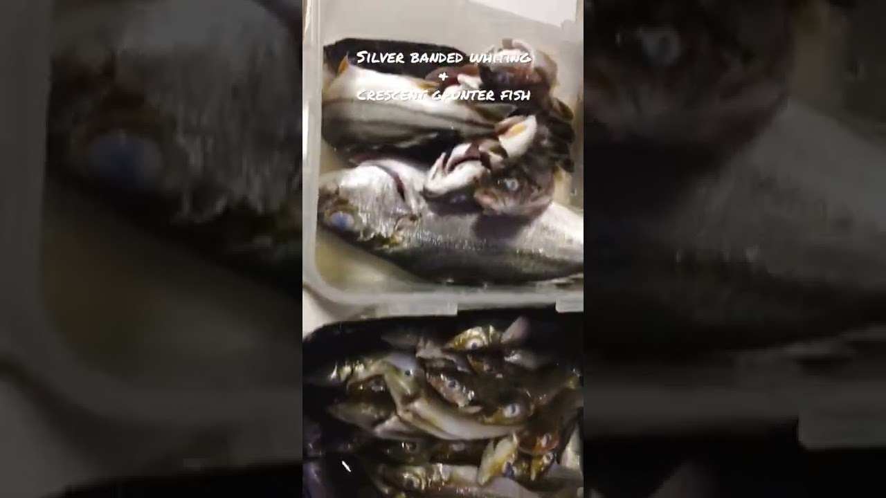 Silver banded whiting and crescent grunter fish 🐠
