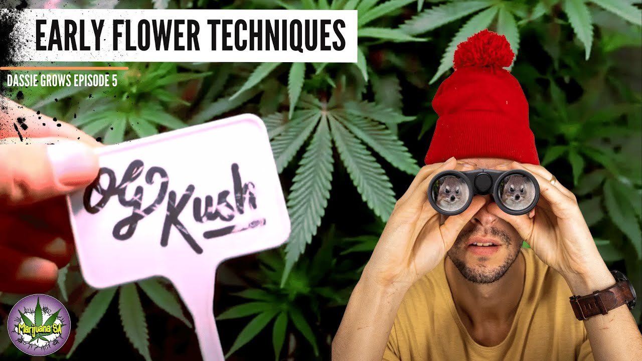 Early Cannabis Flower Techniques - Dassiegrows Ep5
