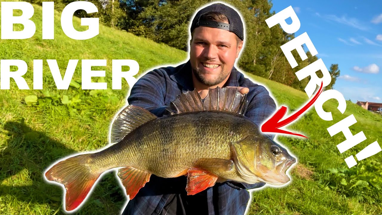 Catching BIG River PERCH on Creature Baits! (crazy session!)