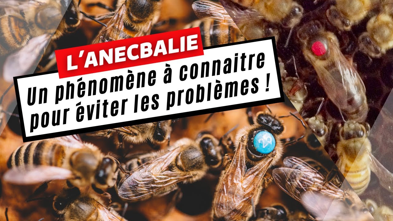 L'anecbalie - un phénomène à connaitre pour éviter les problèmes !