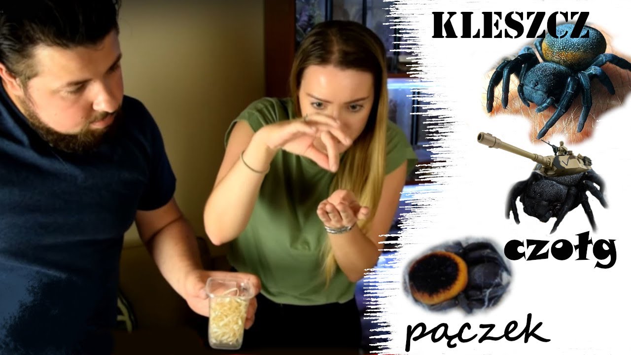 Hodujemy kleszcze ? czyli Eresus walckenaeri w naszej hodowli 👌🕷