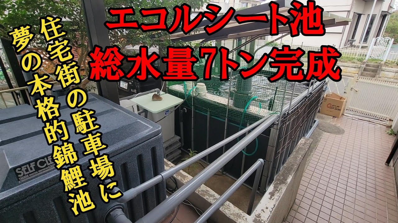 エコルシート池完成＃錦鯉飼育＃泳ぐ宝石錦鯉＃庭池＃アクアリウム＃錦鯉池作り